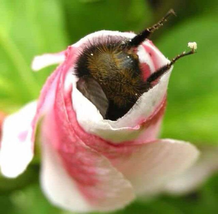 Khoanh khac dang yeu khi ong nghe “cong mong” hut mat-Hinh-3
