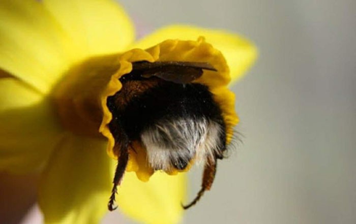 Khoanh khac dang yeu khi ong nghe “cong mong” hut mat