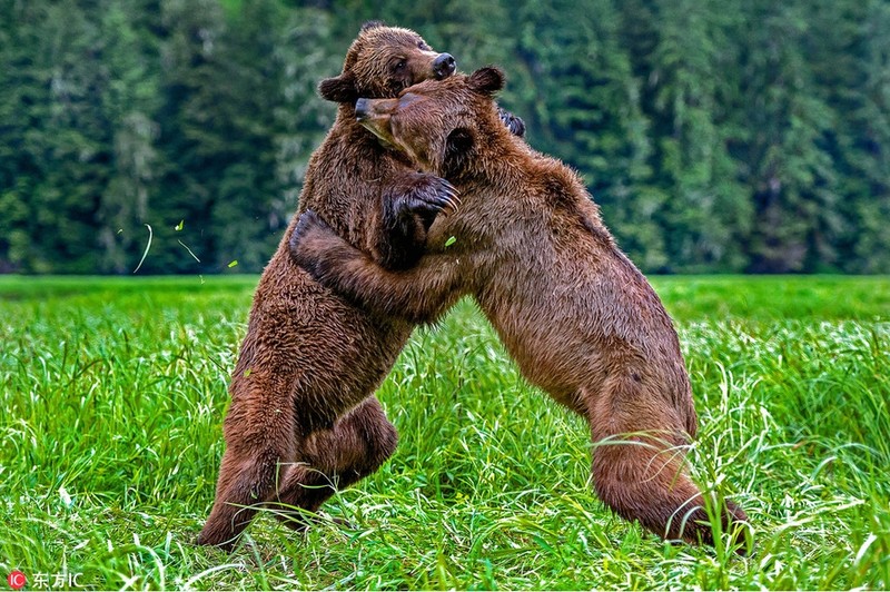 Thu vi canh gau nau danh nhau du doi, bong dung om ap