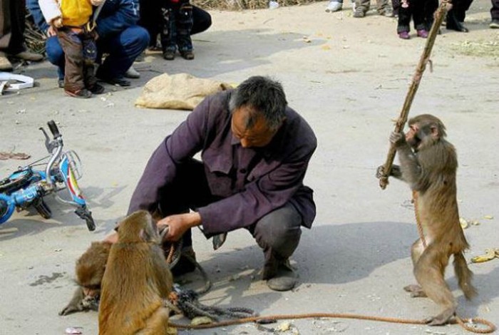 Nhung man dong vat pha binh con nguoi hai huoc