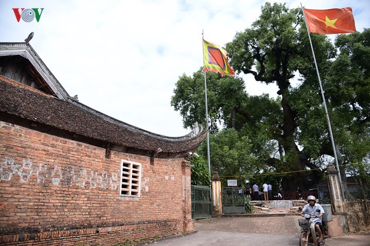 Chiem nguong cay Da Huong nghin nam tuoi o Bac Giang