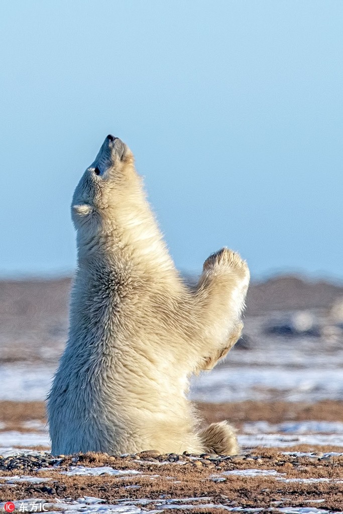 Ảnh sốc Gấu Bắc Cực chắp tay xin ông trời