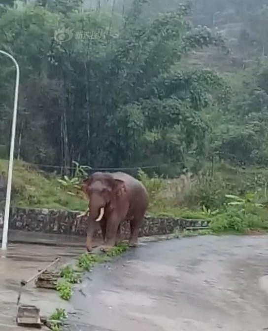 Voi khong lo ra uy, xong vao lang cua nguoi lam cuop-Hinh-4