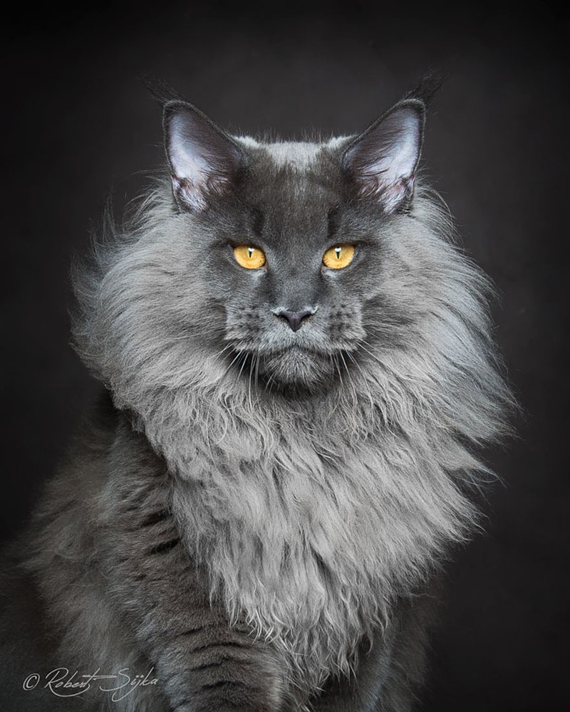 Ảnh đẹp chất lừ của mèo Maine Coon mèo lớn nhất thế giới