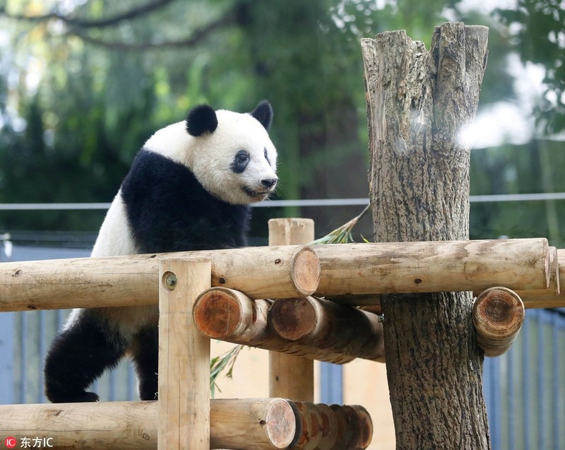 Gau truc hao huc ngay dau tu lap, yeu khong ta noi-Hinh-2