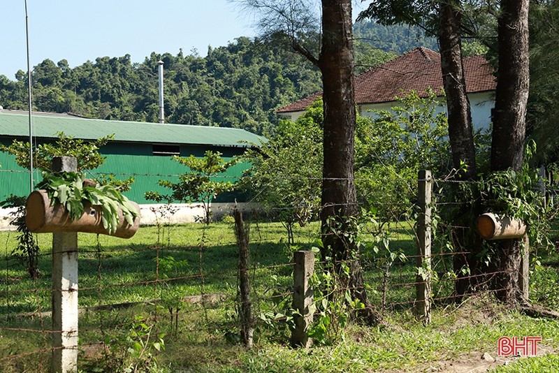 Dan san nha nghe doi mat tim bat ong o nguoc ngan Huong Son-Hinh-12