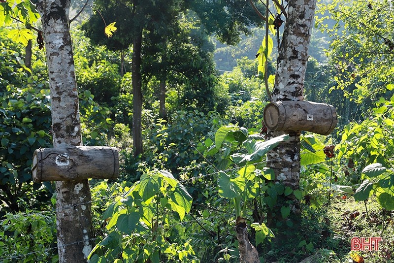 Dan san nha nghe doi mat tim bat ong o nguoc ngan Huong Son