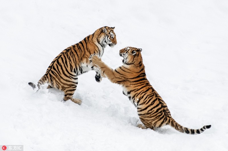 Ho van Siberia kich chien tren nen tuyet 