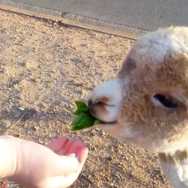 Xau xi, thoat khoi lo mo, lac da alpaca bong noi nhu con-Hinh-6