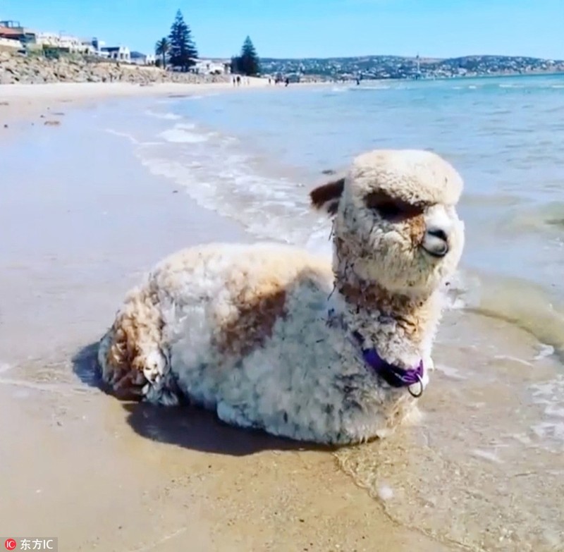 Xau xi, thoat khoi lo mo, lac da alpaca bong noi nhu con-Hinh-7