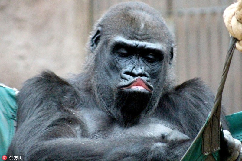 Mô hình figure  Mô hình Khỉ Đột Gorilla  King Kong Uy Quyền Size 31cm  giá sỉ giá bán buôn  Thị Trường Sỉ