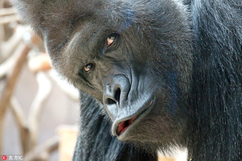 Khỉ Đột Nổi Tiếng Bĩu Môi Chu Mỏ Lộ Bí Kíp Thành Sao