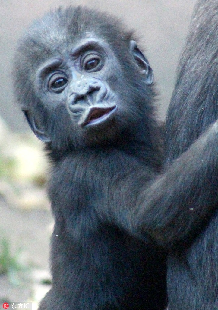 Khỉ đột: Bạn đã từng thấy một chú khỉ đột thông minh như thế nào chưa? Hãy xem hình ảnh liên quan đến từ khóa \