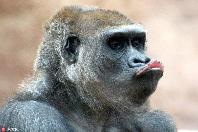 Bạn có biết rằng khỉ đột trong hình ảnh này rất nổi tiếng với bộ mặt bĩu môi đáng yêu? Hãy thưởng thức bức ảnh đáng yêu này và cười nhiều hơn một chút.