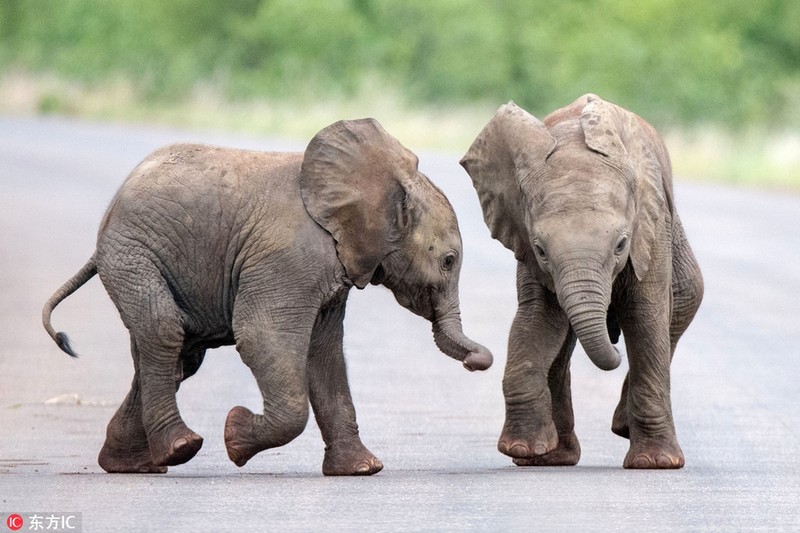 Cùng xem hình ảnh đáng yêu của một chú voi con đang học cách tự lập và trở thành một người lớn. Bạn sẽ luôn ủng hộ và động viên cho bé trong quá trình phát triển của mình sau đó.