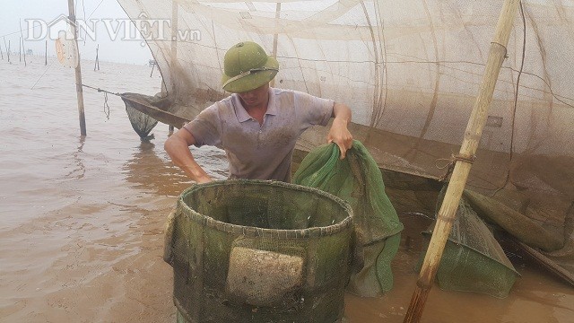 San dac san tom dat be tin hin kiem tien trieu moi ngay o Ninh Binh-Hinh-3