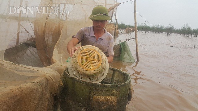 San dac san tom dat be tin hin kiem tien trieu moi ngay o Ninh Binh-Hinh-6