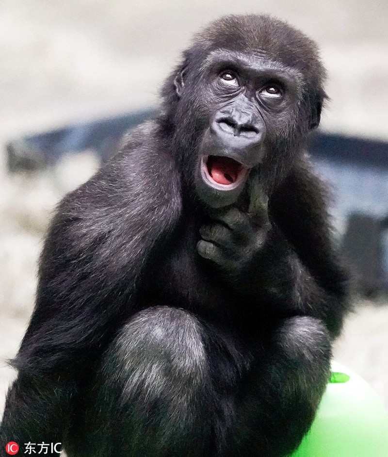 Khỉ đột Obi: Chiêm ngưỡng những hình ảnh đầy mê hoặc của loài khỉ đột Obi - loài động vật nổi tiếng bởi sự thông minh và tinh astcực cao của chúng. Hãy cùng chúng tôi khám phá và đắm mình trong thế giới của loài khỉ thông minh này.