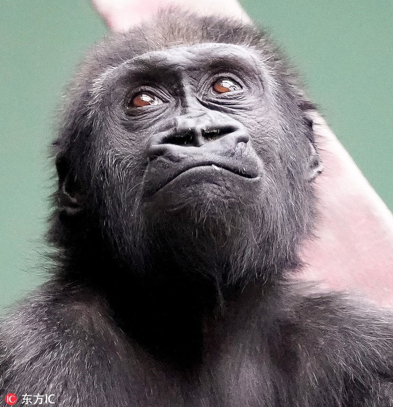 Khỉ đột Obi có vẻ ngoài đáng yêu và tuyệt vời, và chúng rất thông minh. Hãy cùng nhìn thấy hình ảnh khỉ đột Obi và tìm hiểu về những loài vật đầy sức sống, đa dạng này!
