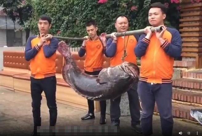 Bat duoc thuy quai khong lo, mieng co the nuot gon dau nguoi-Hinh-2