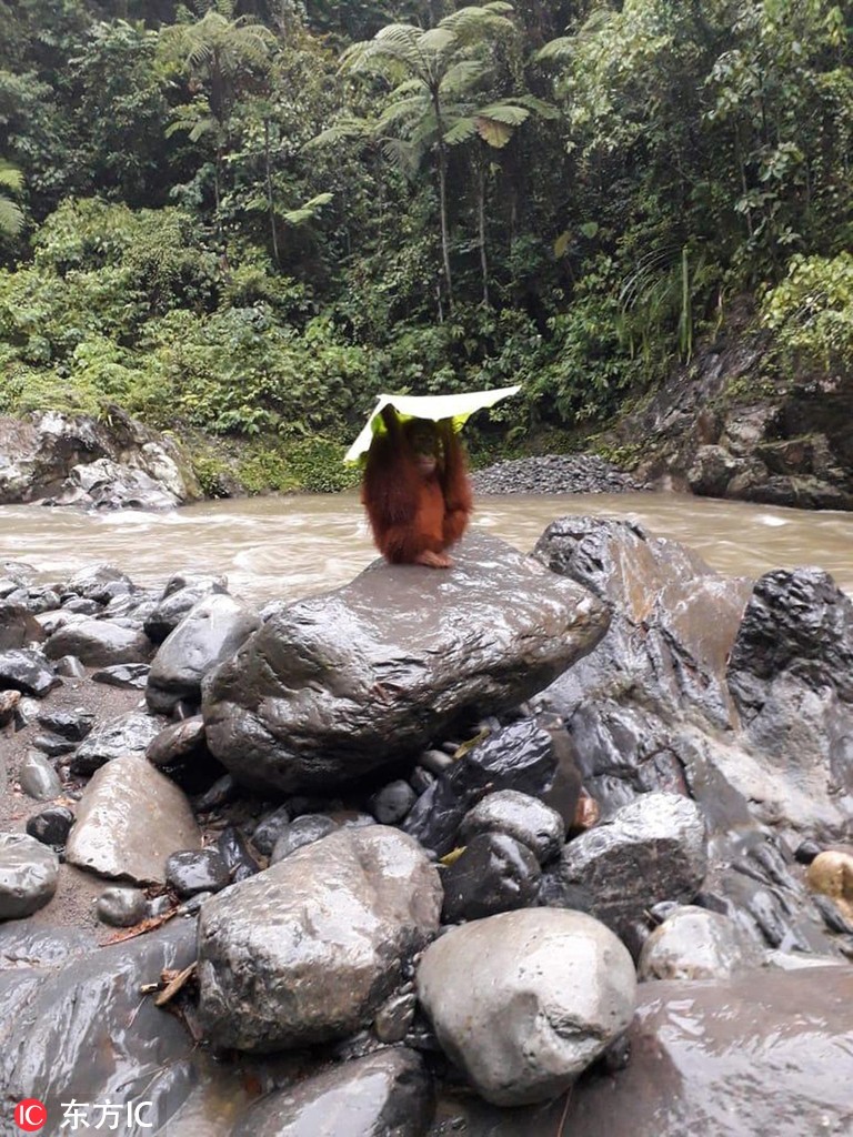 Bat ngo duoi uoi cuc thong minh, tro tai tranh mua-Hinh-4