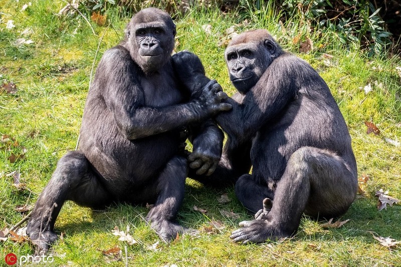 Tình yêu của các tình nhân khỉ đột luôn nồng nàn và đầy kỳ thú. Hãy xem ảnh về những cặp khỉ đột đáng yêu này để cảm nhận sự chân thành và tình cảm của chúng ta!