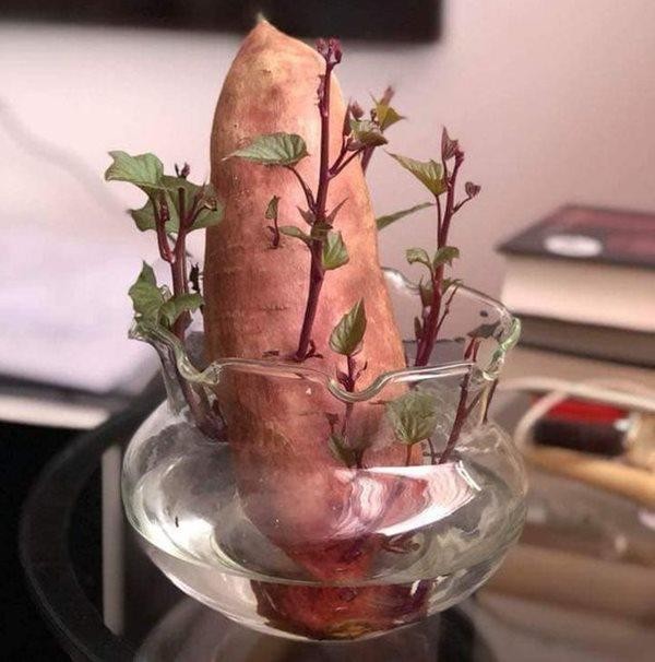 Bi quyet trong khoai lang phien ban bonsai gay sot