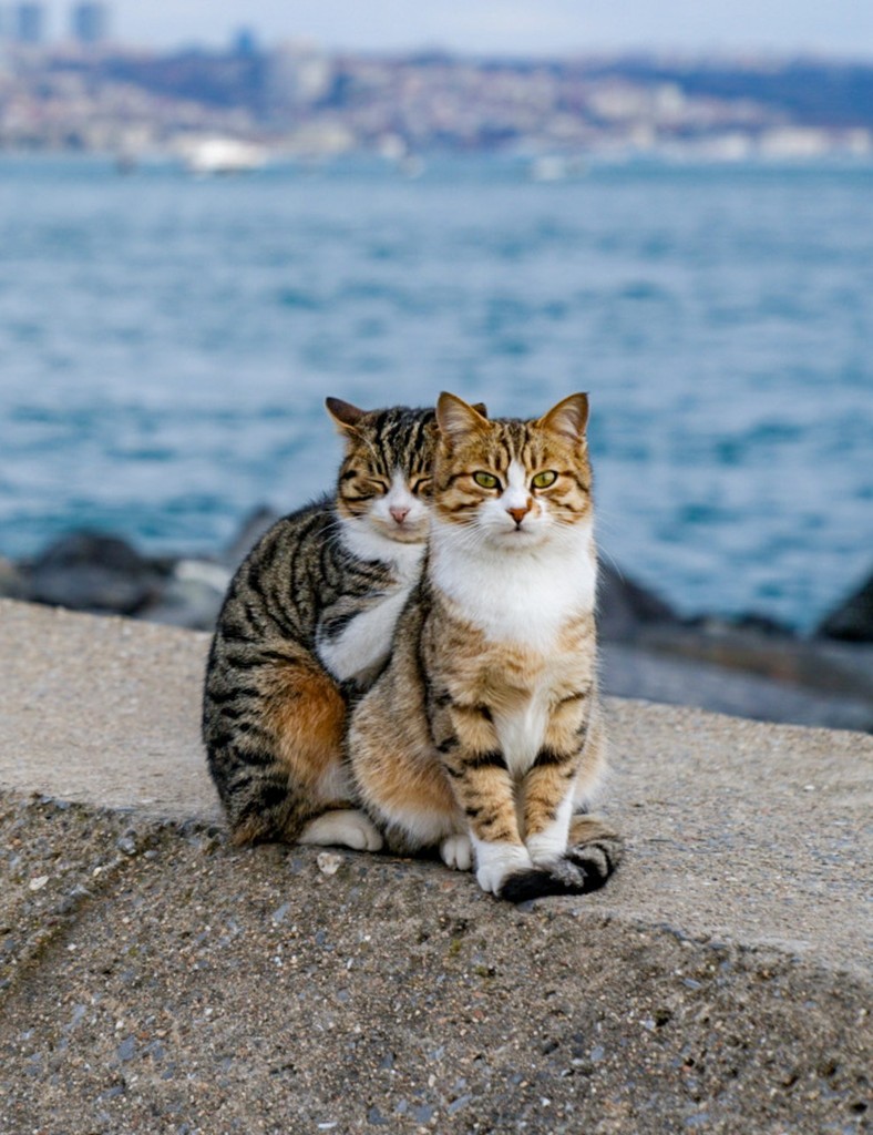 Cặp mèo lang thang khiến con người ghen tị vì quá hạnh phúc