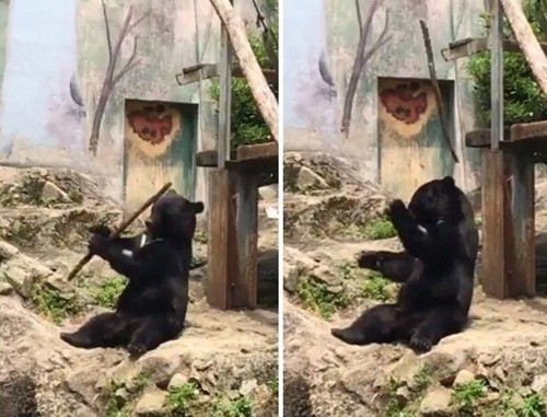 Gau den khong lo kho luyen kungfu ai thay cung phai cuoi