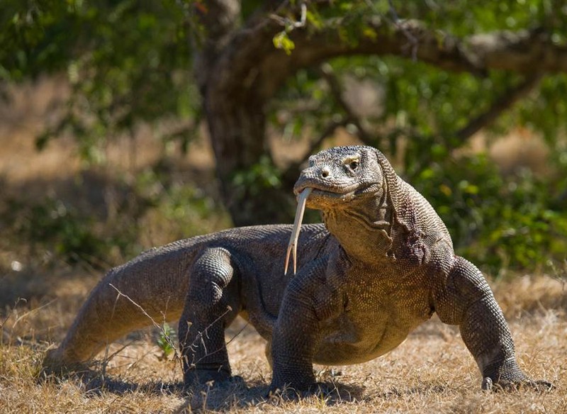 Rong Komodo san, nhai ngau nghien khi, con the luoi khoe chien tich-Hinh-2