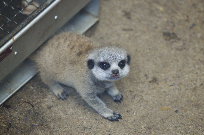 Cay meerkat nhut nhat choi u oa “don tim” moi nguoi-Hinh-11