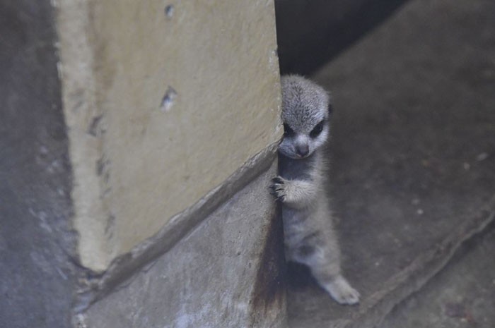 Cay meerkat nhut nhat choi u oa “don tim” moi nguoi-Hinh-2