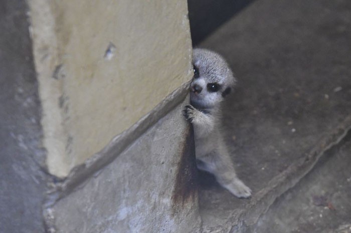 Cay meerkat nhut nhat choi u oa “don tim” moi nguoi-Hinh-3