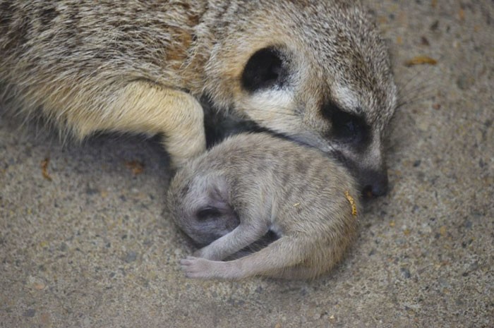 Cay meerkat nhut nhat choi u oa “don tim” moi nguoi-Hinh-5