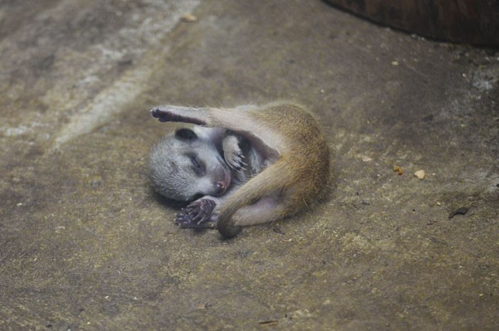 Cay meerkat nhut nhat choi u oa “don tim” moi nguoi-Hinh-6