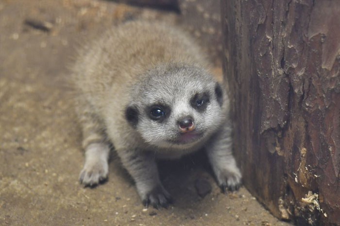 Cay meerkat nhut nhat choi u oa “don tim” moi nguoi-Hinh-7