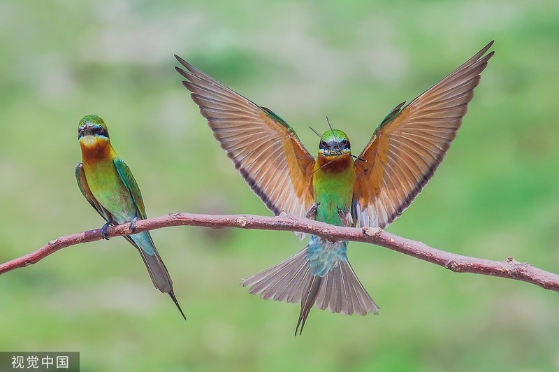 Chim ho ngao nghe khoe chien tich san moi voi nhau-Hinh-4