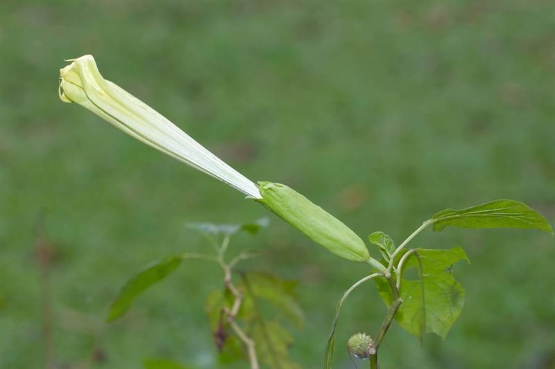 Hao hung an dau bap, ca nha bi ao giac vi dieu khong ngo-Hinh-2