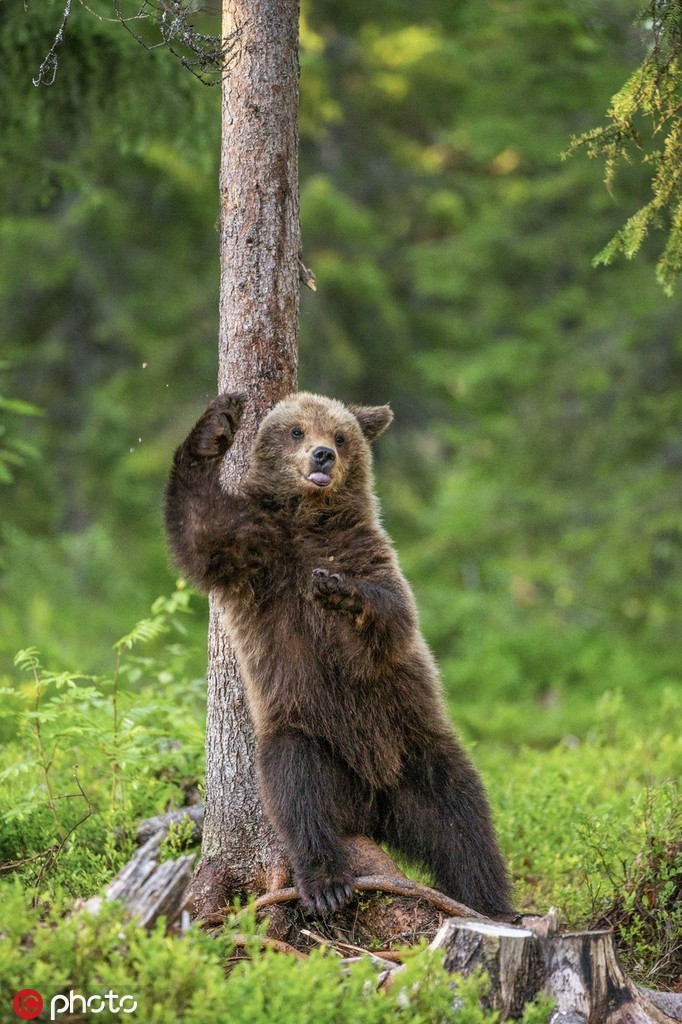 Vũ điệu gấu: Sức mạnh và sự uyển chuyển của gấu sẽ khiến bạn ngỡ ngàng khi xem những bước nhảy đầy quyến rũ. Đừng bỏ lỡ cơ hội để được chứng kiến sự kết hợp hoàn hảo giữa âm nhạc và vũ điệu của loài gấu này.