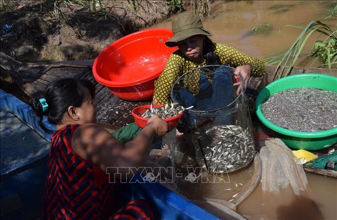 'Ngón nghề' nuôi nhử cá đồng mùa nước nổi