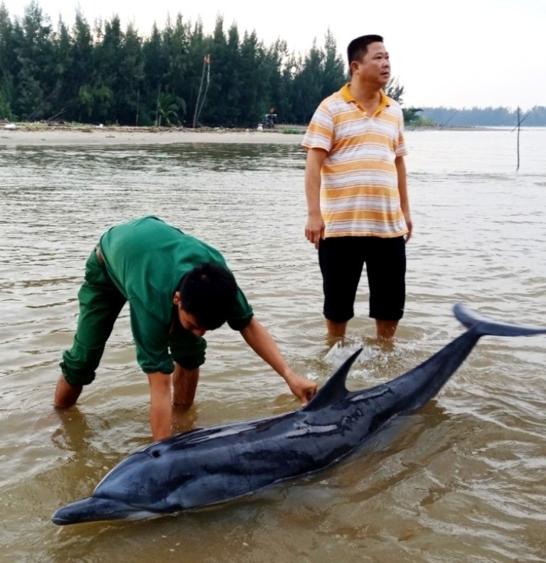 Quang Nam: Giai cuu ca heo mac can o bien Cua Dai