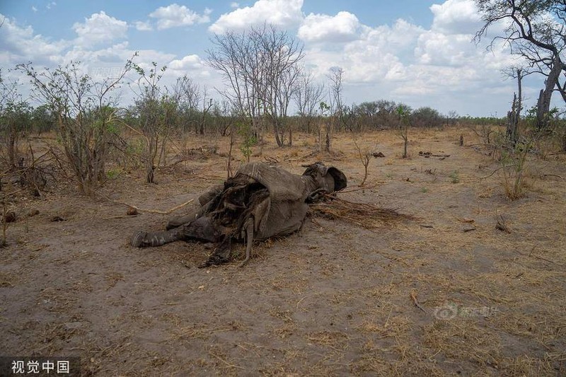 Rung minh canh dong vat hoang da chet tham vi han han o Zimbabwe