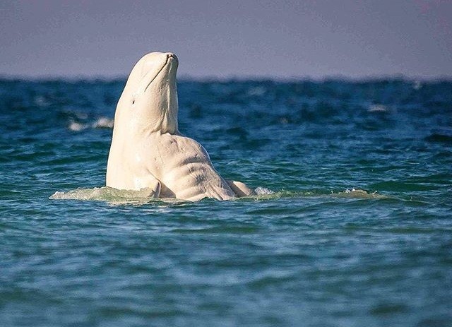 Ca voi trang beluga 