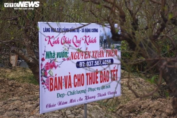 'Thu phu' dao Hai Phong hut hang tram luot khach toi thue cay choi Tet-Hinh-3