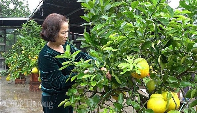 Doc dao thi truong buoi bonsai hinh ho lo dip Tet Canh Ty 2020-Hinh-4