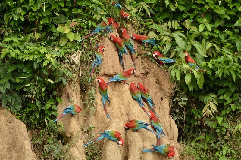 Vẹt đuôi dài màu xanh và màu vàng Chim màu nước Scarlet macaw - png tải về  - Miễn phí trong suốt Con Chim png Tải về.