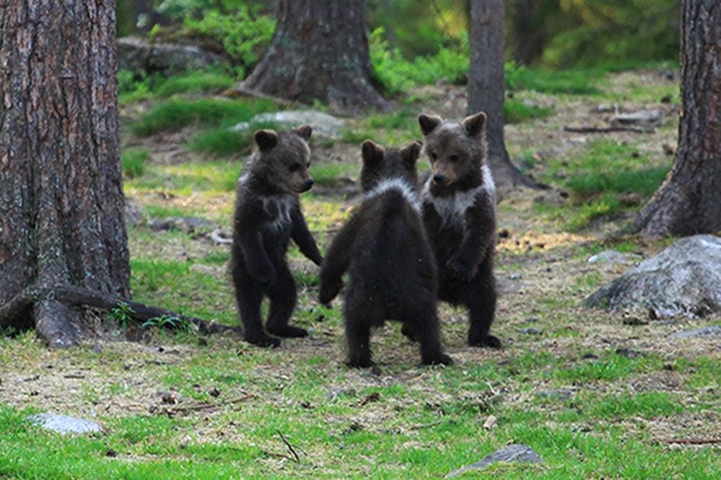 Chạy bộ trong rừng, vô tình chụp được khoảnh khắc kỳ lạ của 3 con gấu