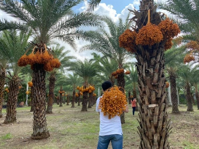 Loai qua quy toc o Dubai, noi khac chi trong de phu xanh dat trong-Hinh-8