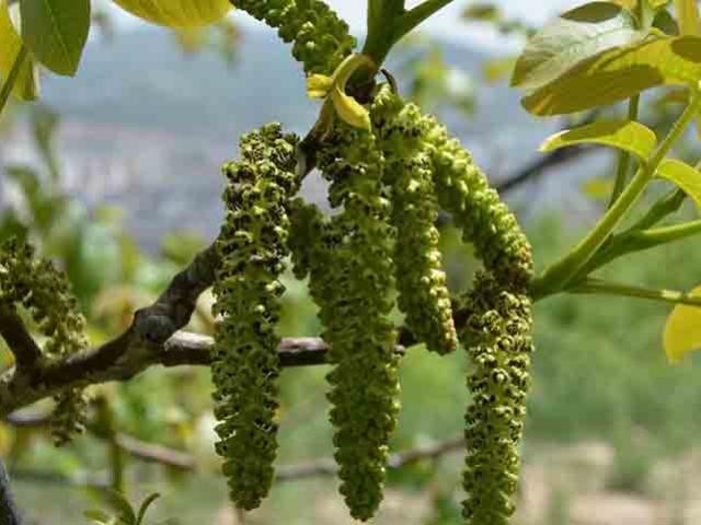 Loai hoa thom ngon, duoc vi nhu vang, ngan ngua ung thu cuc tot-Hinh-5