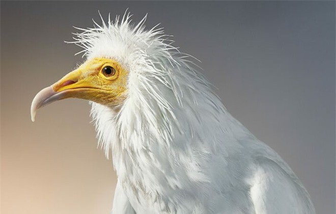 Đầu cắt moi đến râu quai nón - chùm ảnh chân dung cực nghệ của một số loài chim siêu hiếm có khó tìm - Ảnh 10.